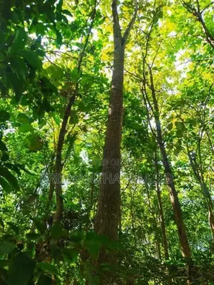 අක්කර 1ක වටිනා තේක්ක ඉඩමක් - Wellawaya