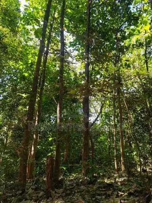 අක්කර 1ක වටිනා තේක්ක ඉඩමක් - Wellawaya