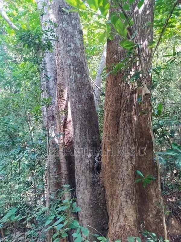 අක්කර 1ක වටිනා තේක්ක ඉඩමක් - Wellawaya