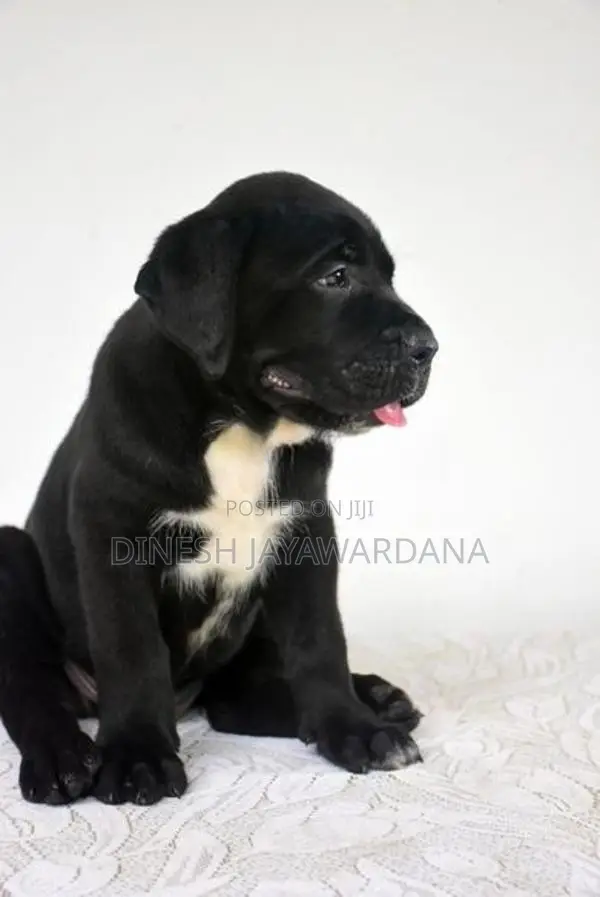 Cane Corso Puppy