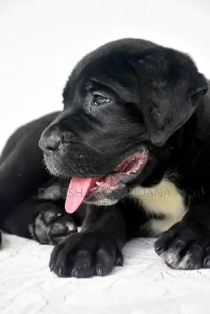 Cane Corso Puppy