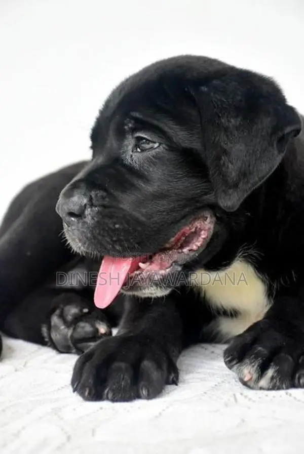 Cane Corso Puppy