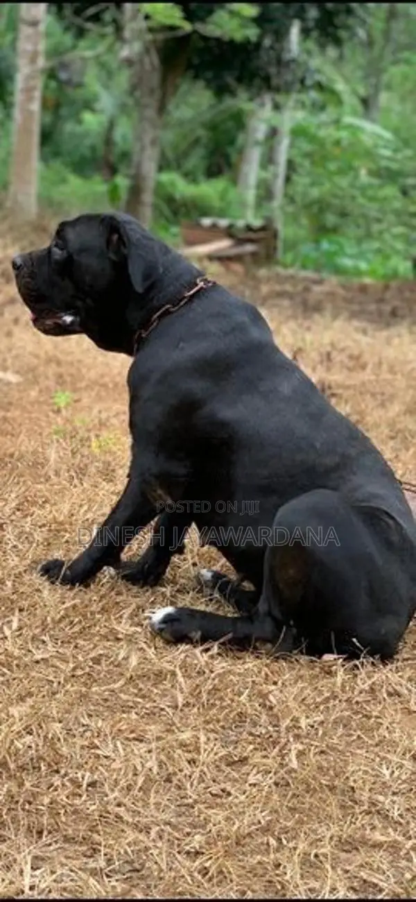 Cane Corso Puppy