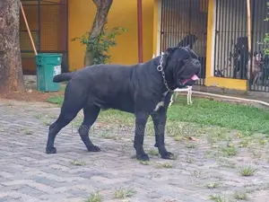 Cane Corso Puppy