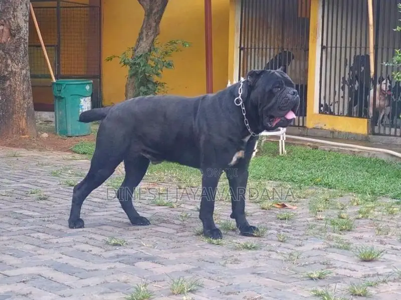 Cane Corso Puppy