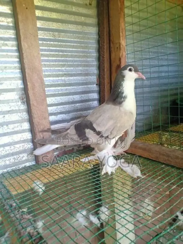 Pigeon