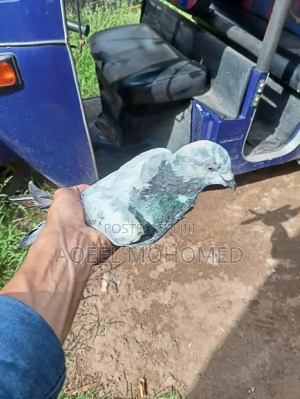 Pigeons