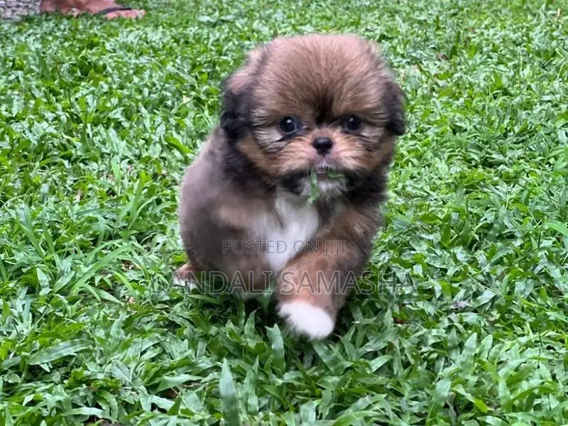 Shih Tzu Puppies