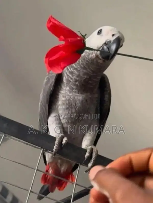 African gray