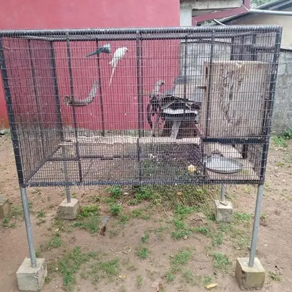 Bird Cage