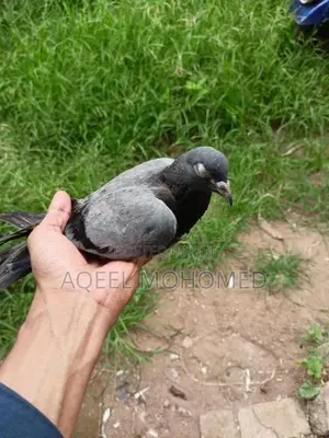 Pigeons