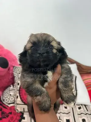 Shih Tzu Puppies