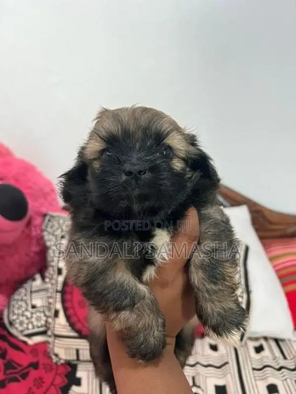 Shih Tzu Puppies
