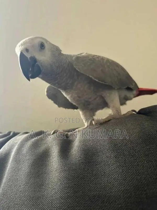 African gray