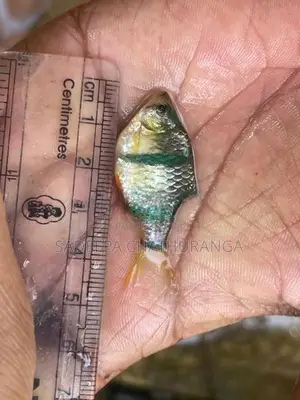 green with white tiger barb