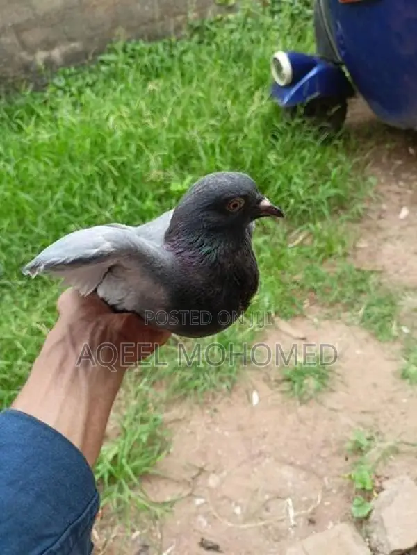 Pigeons