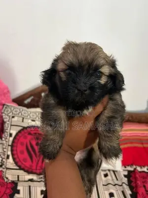 Shih Tzu Puppies