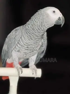 African gray