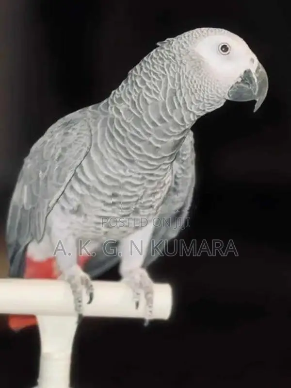 African gray