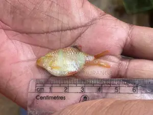 green with white tiger barb