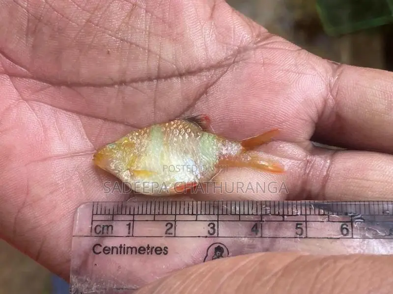 green with white tiger barb