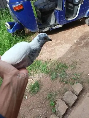 Pigeons
