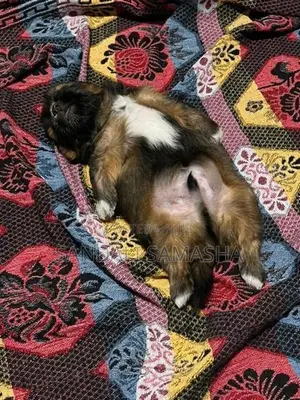 Shih Tzu Puppies