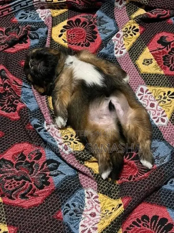 Shih Tzu Puppies