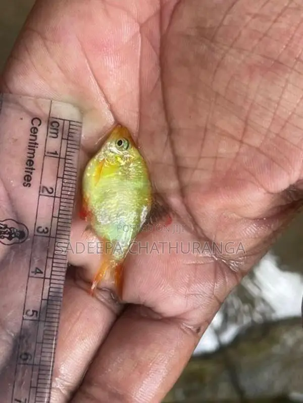 green with white tiger barb