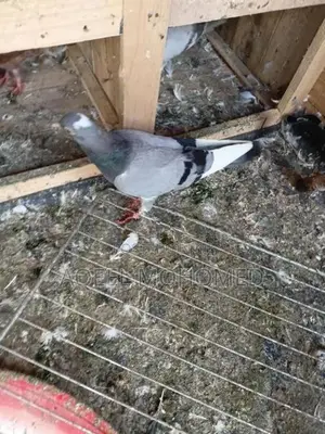 Pigeons