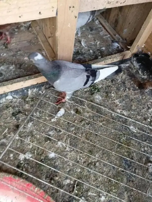 Pigeons