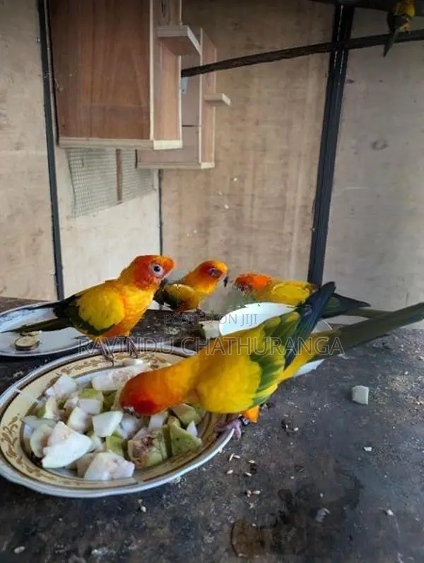 Suncorne Breeding Pair
