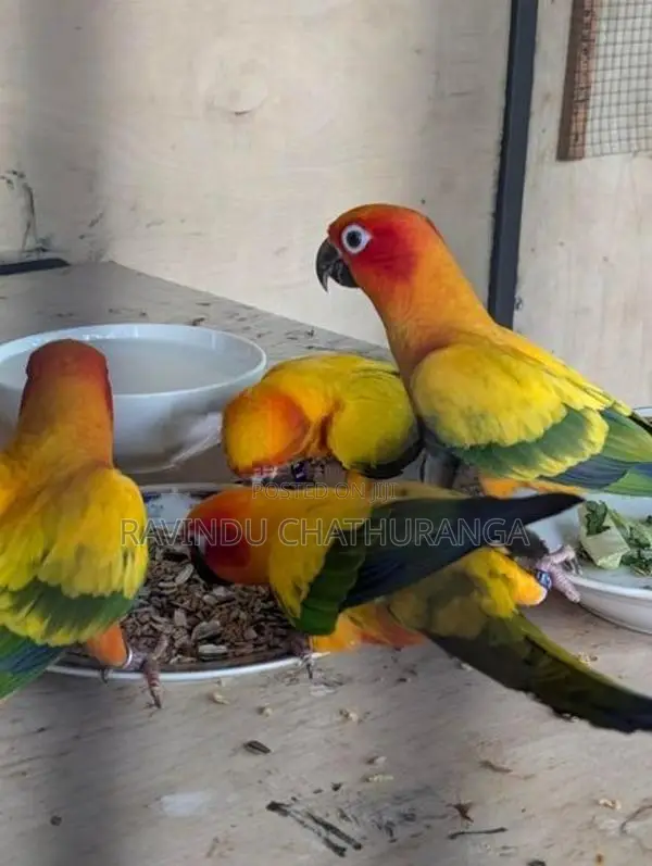 Suncorne Breeding Pair