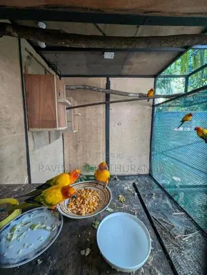Suncorne Breeding Pair
