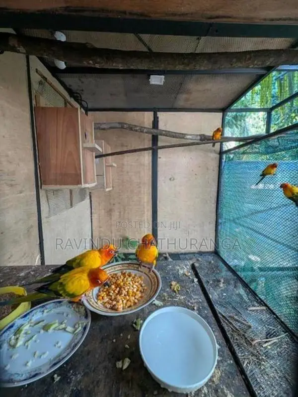 Suncorne Breeding Pair