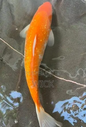 1 Feet Koi Pond Clearance