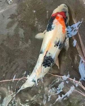 1 Feet Koi Pond Clearance