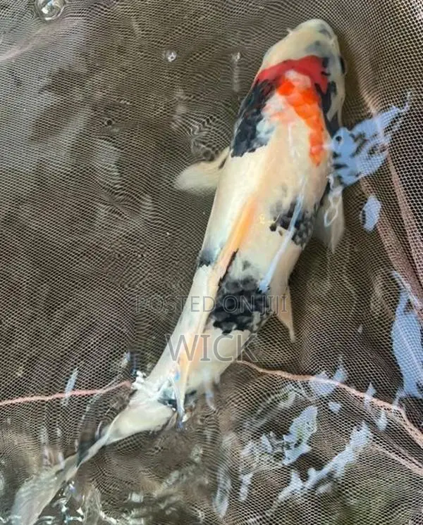 1 Feet Koi Pond Clearance