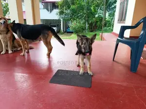 German Shepherd Puppys