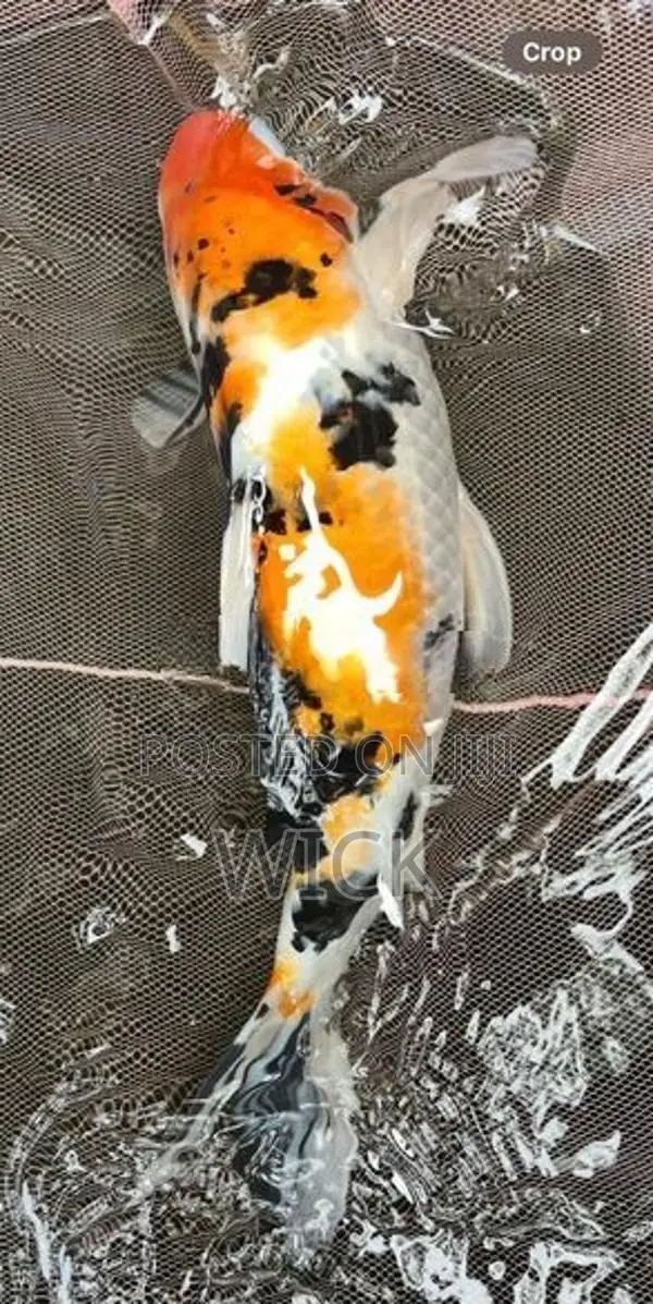 1 Feet Koi Pond Clearance