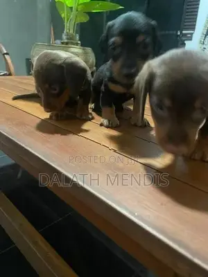 Daschound Puppies