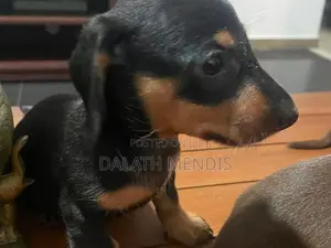 Daschound Puppies