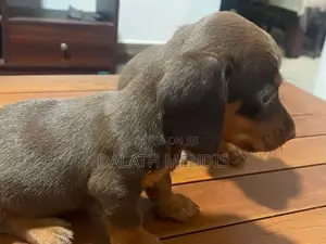 Daschound Puppies