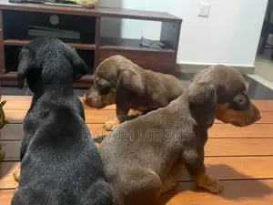 Daschound Puppies