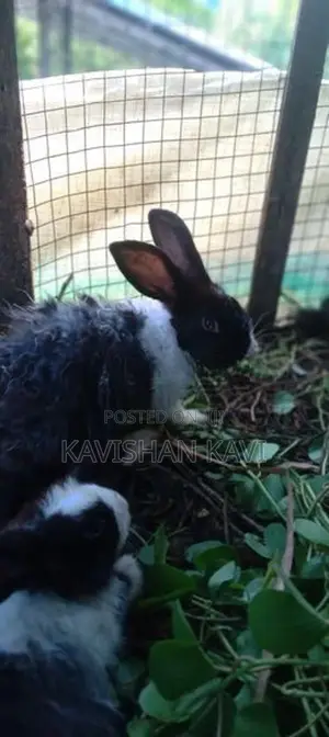 Rabbit