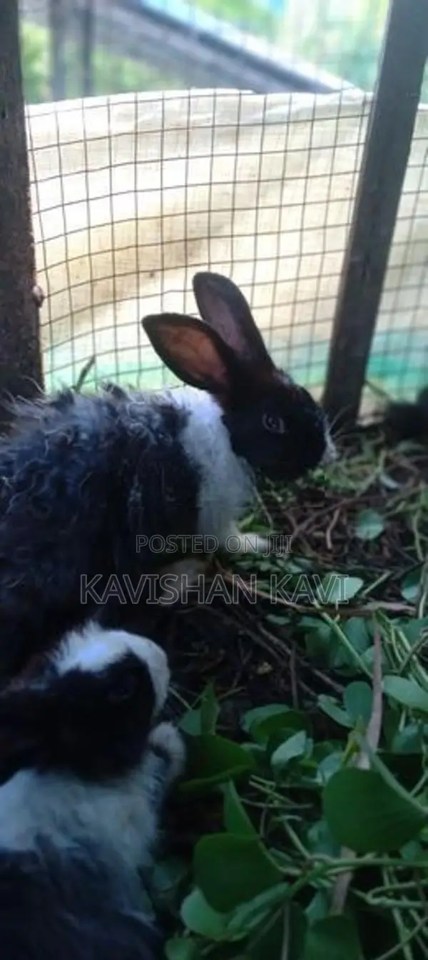 Rabbit