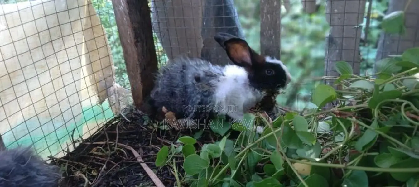 Rabbit