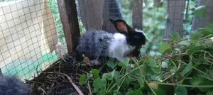Rabbit