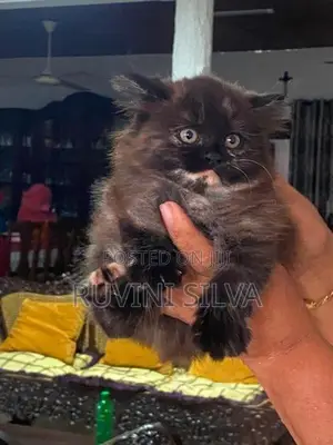 Persian Kittens