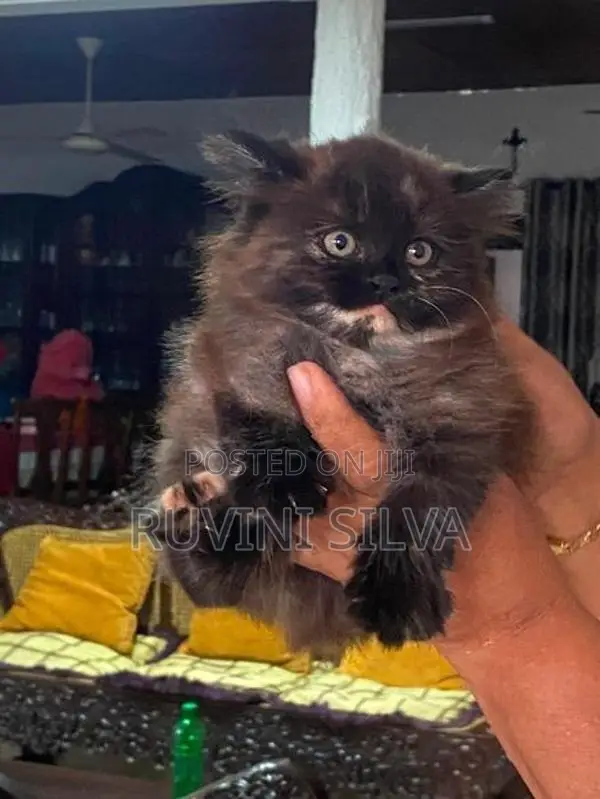 Persian Kittens